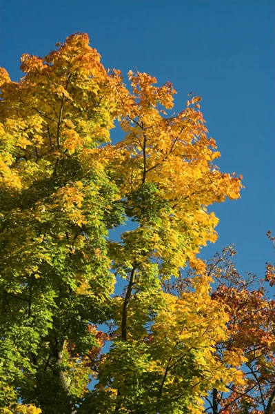 Árvores no outono — Fotografia de Stock