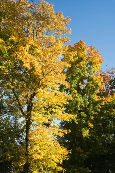 Árvores no outono — Fotografia de Stock