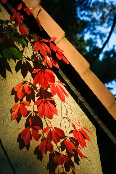 Virginia-Schlingpflanzen im Herbst — Stockfoto