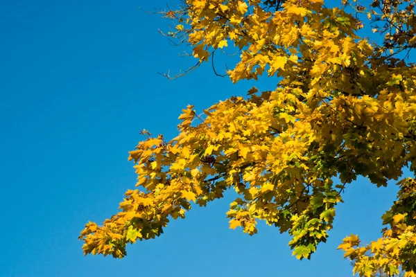 Ahorn im Herbst — Stockfoto
