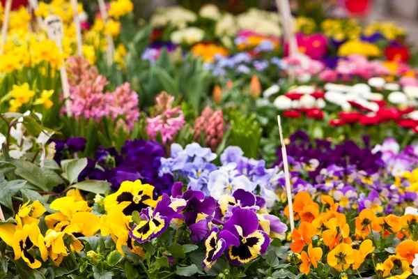 Λουλούδια σε αγορά — Φωτογραφία Αρχείου