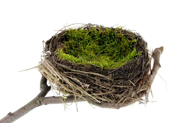 Pasen nest — Stockfoto