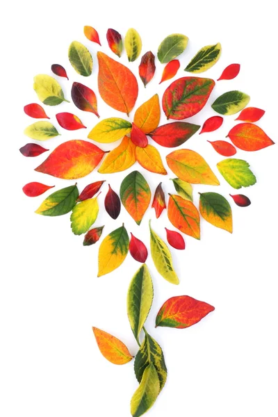 Multicolored autumn time — Stock Photo, Image