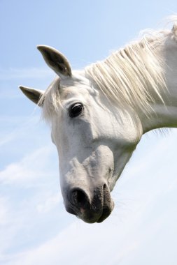 White horse clipart