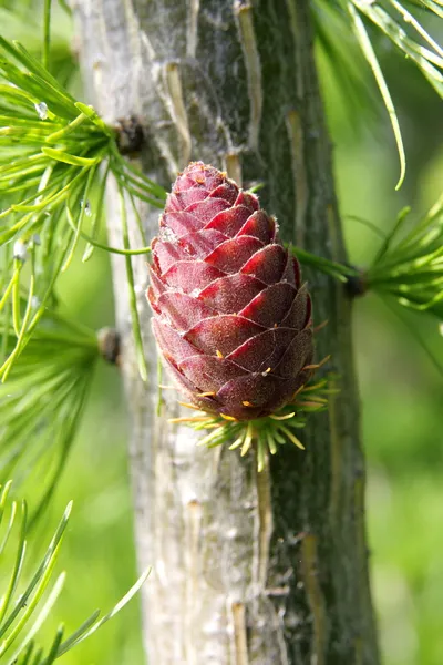 Cone de larício vermelho fresco e primavera — Fotografia de Stock