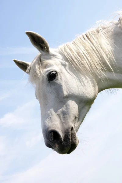Белая лошадь — стоковое фото