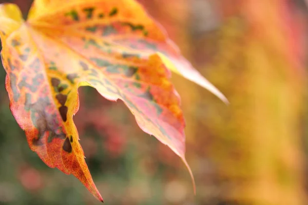 야생 덩굴의 잎 — 스톡 사진