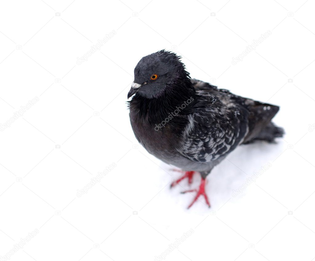Frozen pigeon