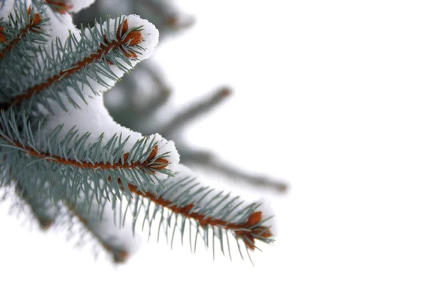 Christmas spruce tree with fresh snow — Stock Photo, Image