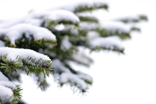 Χριστουγεννιάτικο έλατο δέντρο με φρέσκο χιόνι — Φωτογραφία Αρχείου