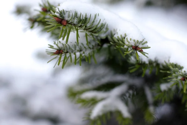 Natal, árvore perene e neve — Fotografia de Stock