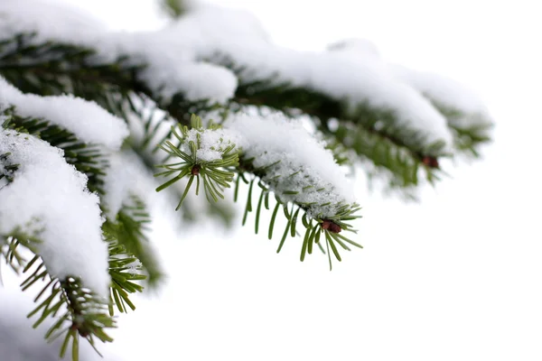 Kerstmis, groenblijvende boom en sneeuw — Stockfoto