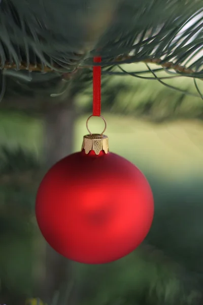 Árvore de Natal e bola de vidro vermelho — Fotografia de Stock