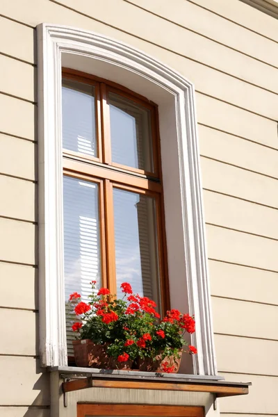 Window with flowers — Stock Photo, Image