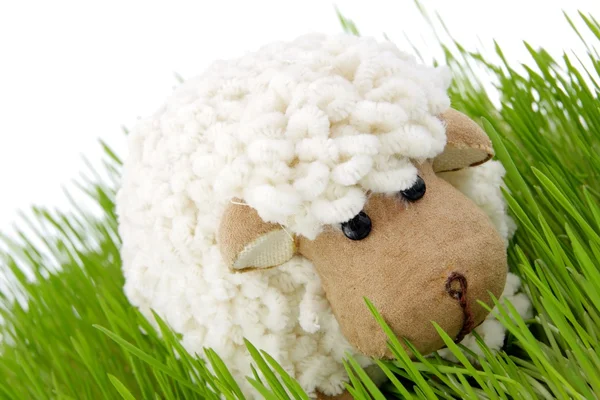 stock image Easter sheep