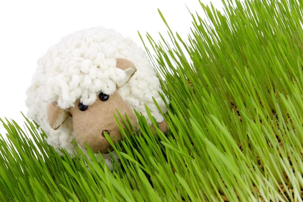 stock image Easter sheep