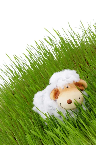 Stock image Easter sheep