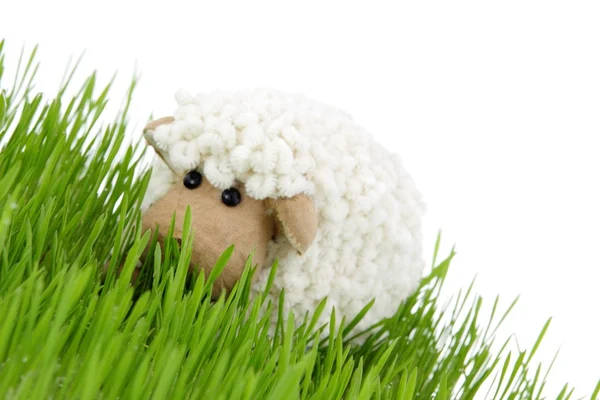 Πάσχα πρόβατα — Φωτογραφία Αρχείου