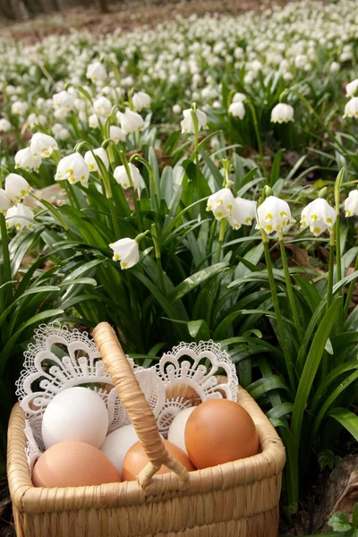 Пасха, яйцо и весна — стоковое фото
