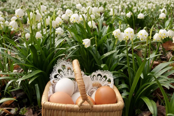 Velikonoce, vejce a jaro — ストック写真