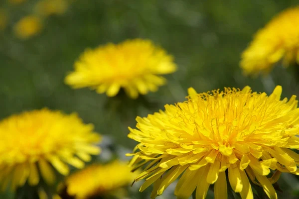 stock image Dandelion