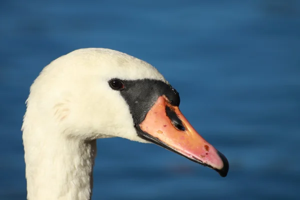 stock image Swan