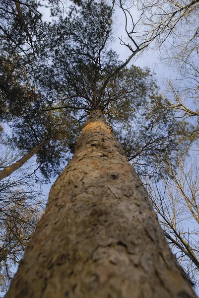 stock image Pine