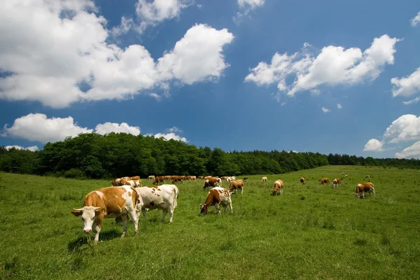 stock image Cows on green meadow