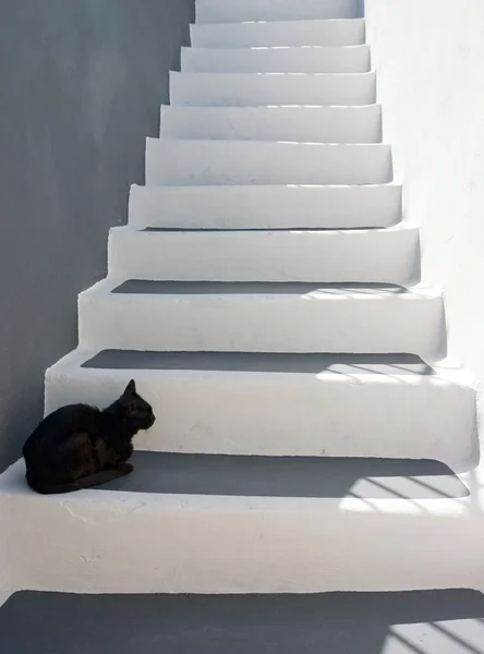階段の上の黒い猫 ストック画像