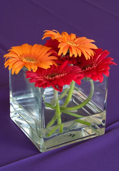 Flowers confined — Stock Photo, Image