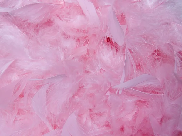 Stock image Pink feathers