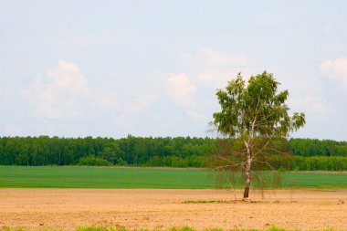 alanında yalnız huş.