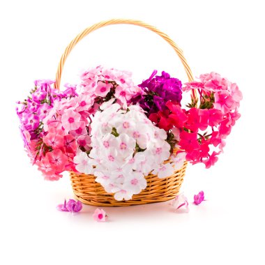 Bouquet of phloxes clipart