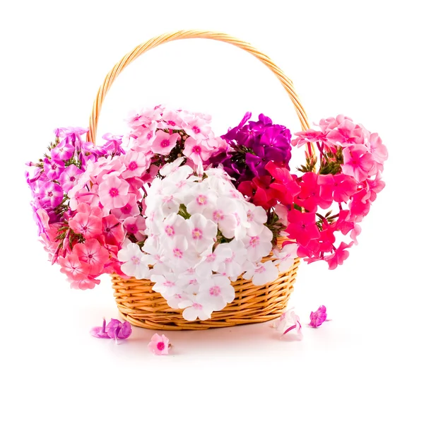 Bouquet of phloxes — Stock Photo, Image