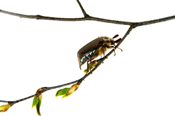 Майский жук — стоковое фото