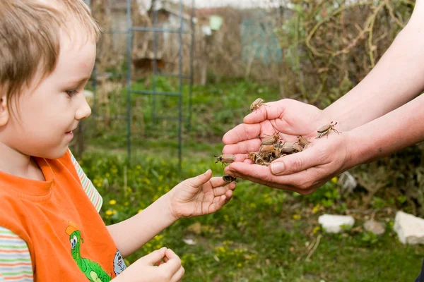The little boy considers may-bugs — Stock Photo, Image