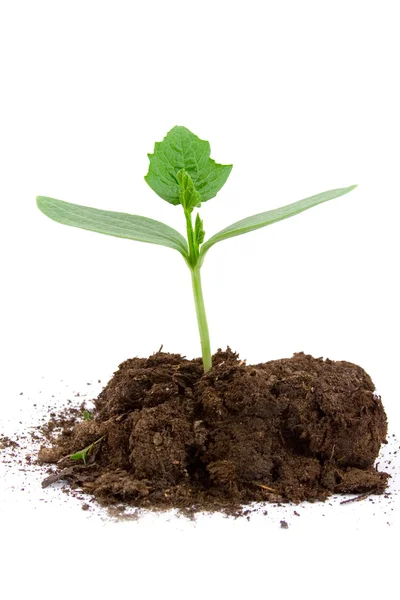 stock image Young plant