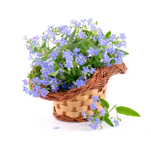 Forget-me-nots — Stock Photo, Image