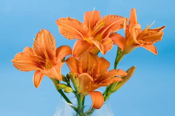 Bukiet kwiatów Liliowiec — Zdjęcie stockowe