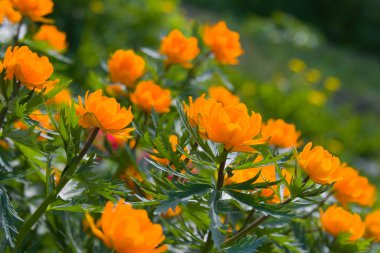 Oranje globe-bloemen