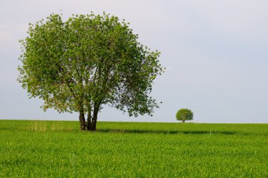 Yalnız ağaç bulutlar alanı