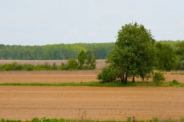 Einsamer Baum im Feld mit Wolken — Stockfoto