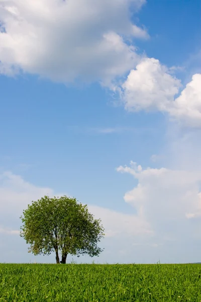 Alleen boom in het veld met wolken — Stockfoto