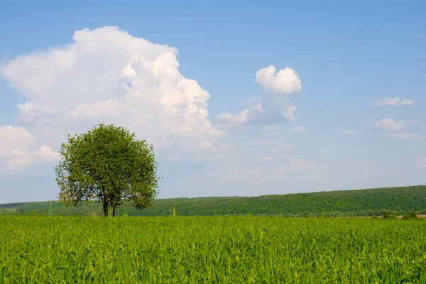 Sam drzewa w polu z chmury — Zdjęcie stockowe