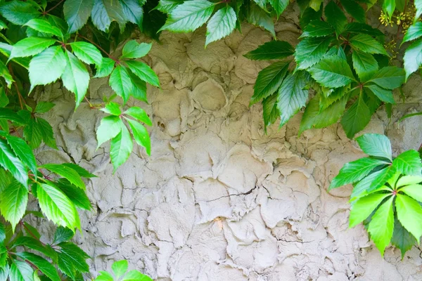 灰色の壁の野生ブドウ — ストック写真