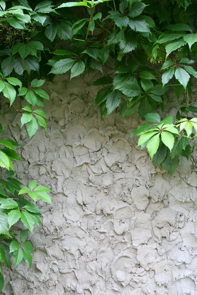 灰色の壁の野生ブドウ — ストック写真