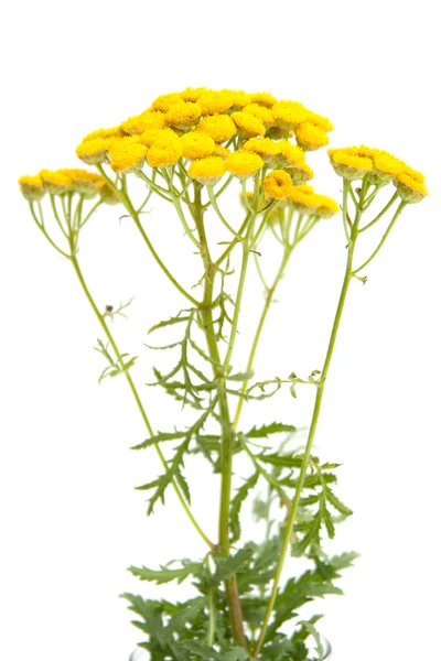 stock image Tansy