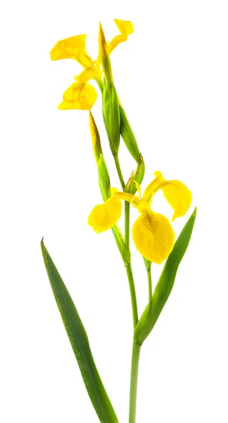 stock image Yellow iris