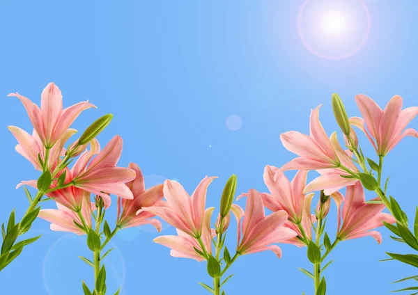 Pink lilies on a background of the sky — Stock Photo, Image
