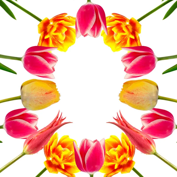 Komposition aus Tulpen — Stockfoto